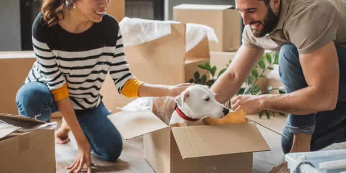 Dog sitting in a box